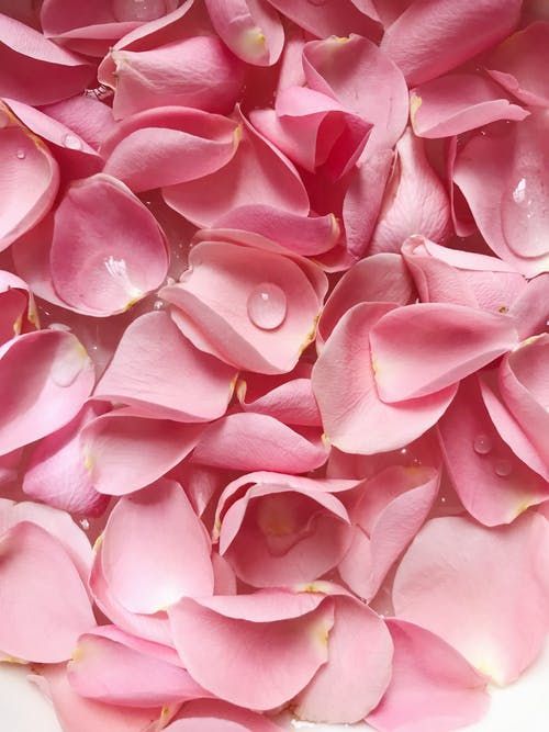 Petali di rosa rosa con gocce d'acqua.