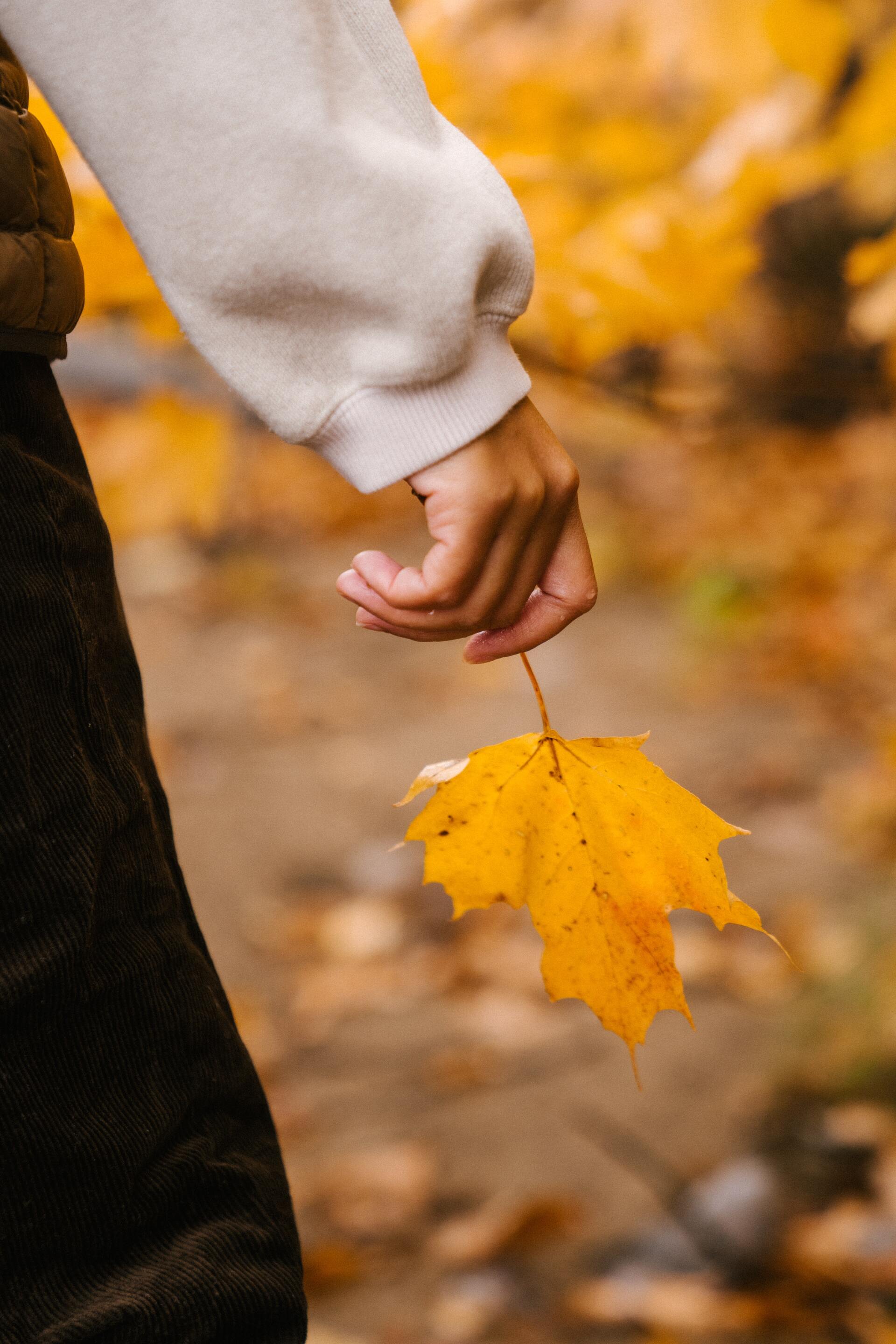 Mano di una persona che tiene una foglia d'acero di un giallo brillante, su uno sfondo autunnale sfocato.