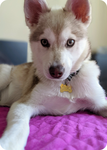White and gray husky puppy lying on a purple blanket, looking at the camera with blue eyes