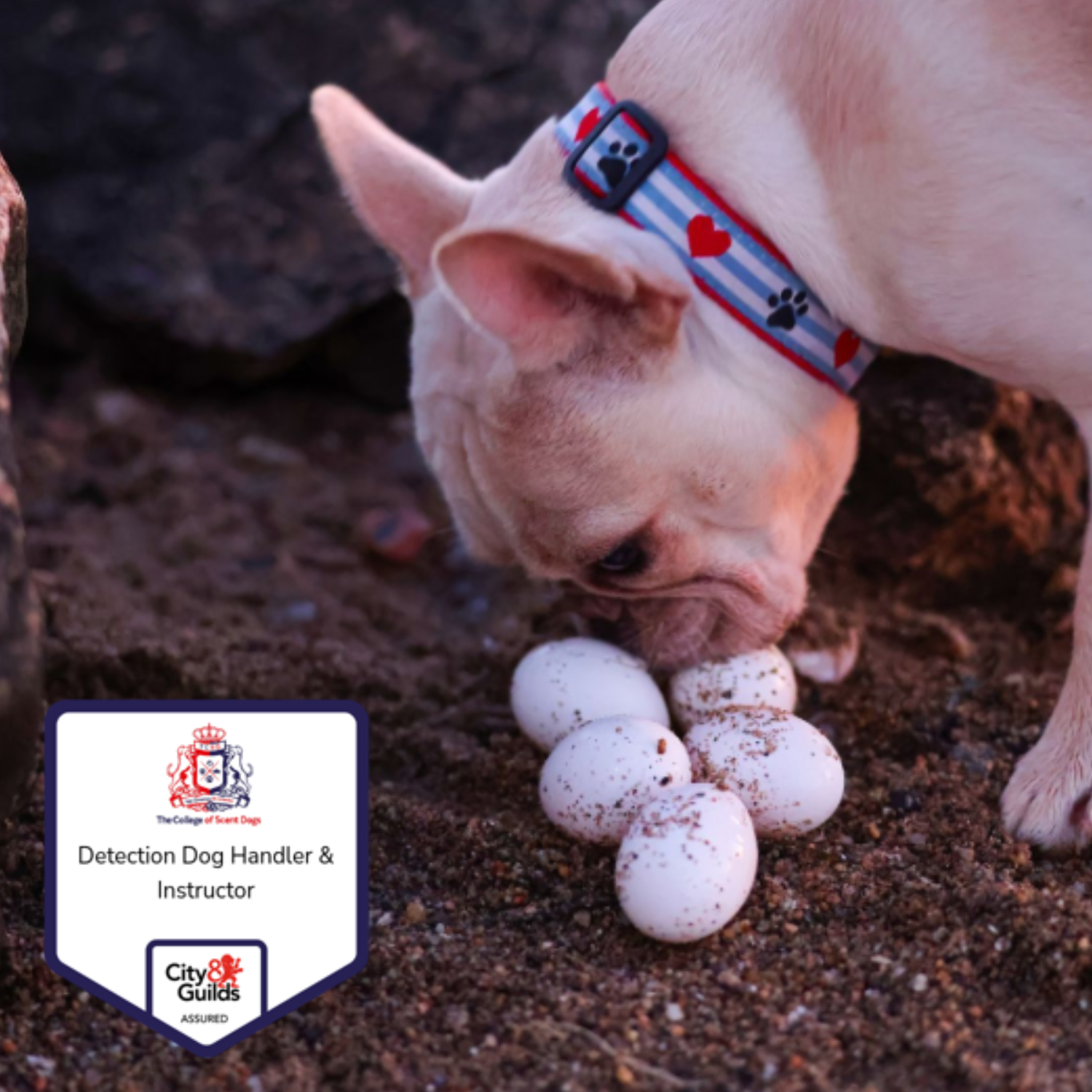 Canine Search & Sniff – 6 Week Scent Detection Dog Training in Bordon