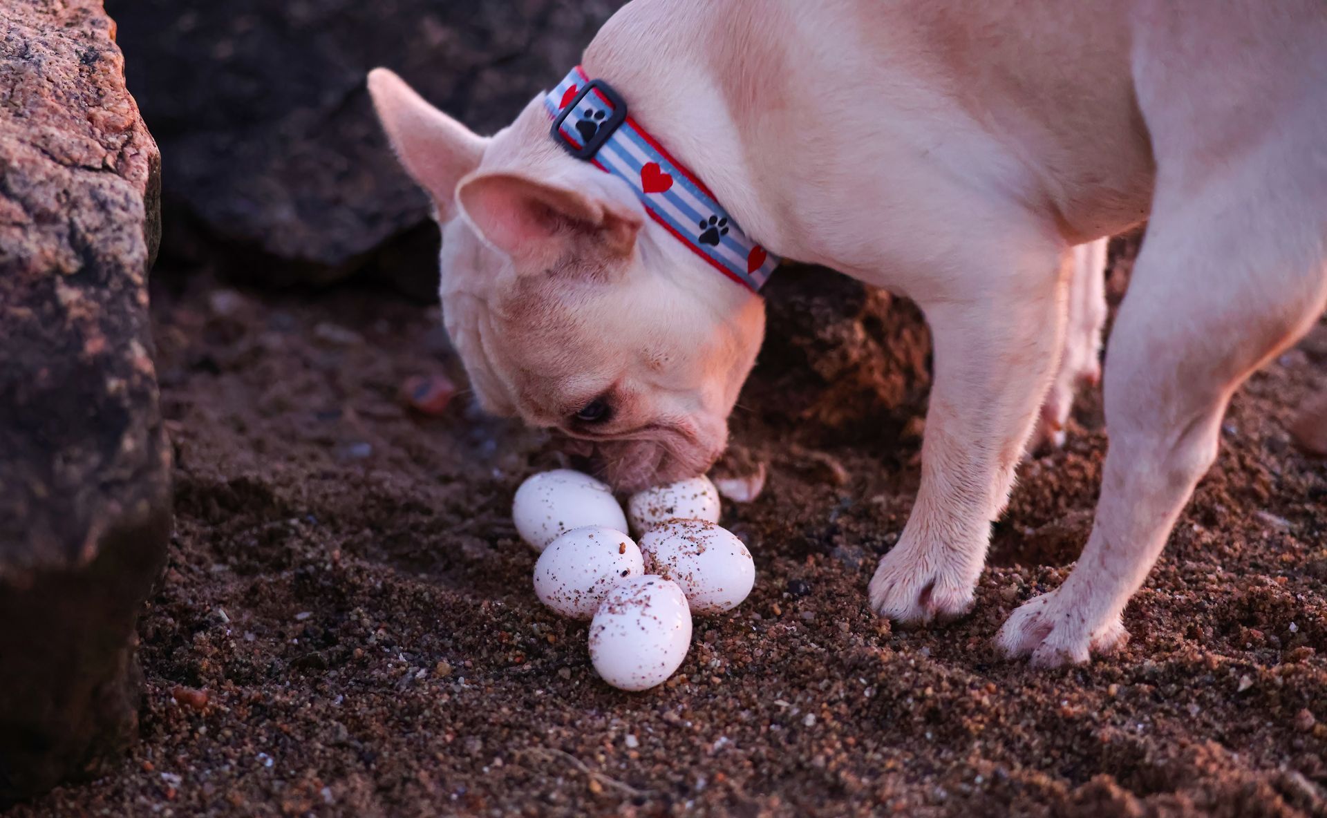 Scent Detection