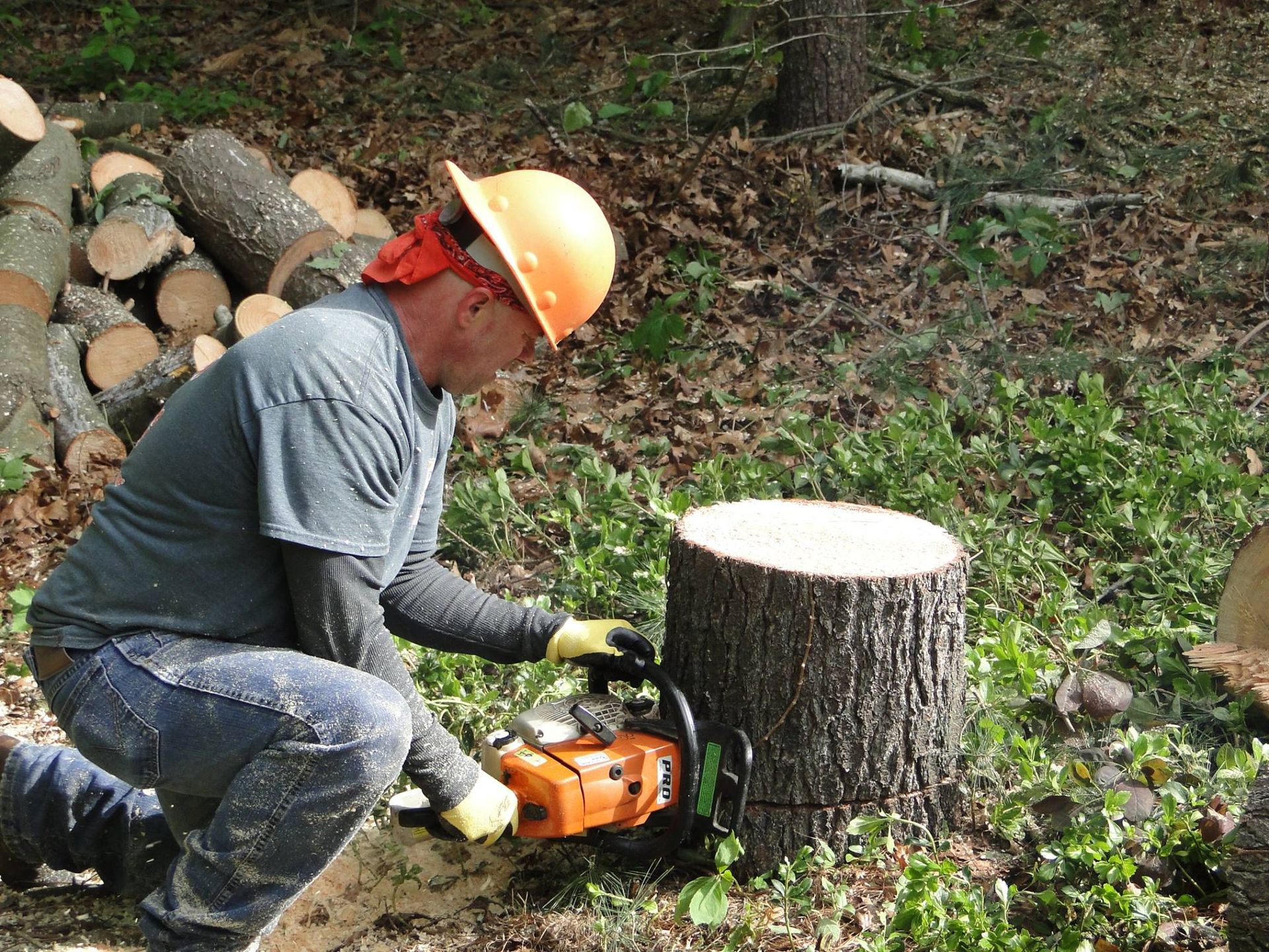 A person in a hard hat kneeling in a forest, using a chainsaw to cut into a tree stump near a pile of logs.