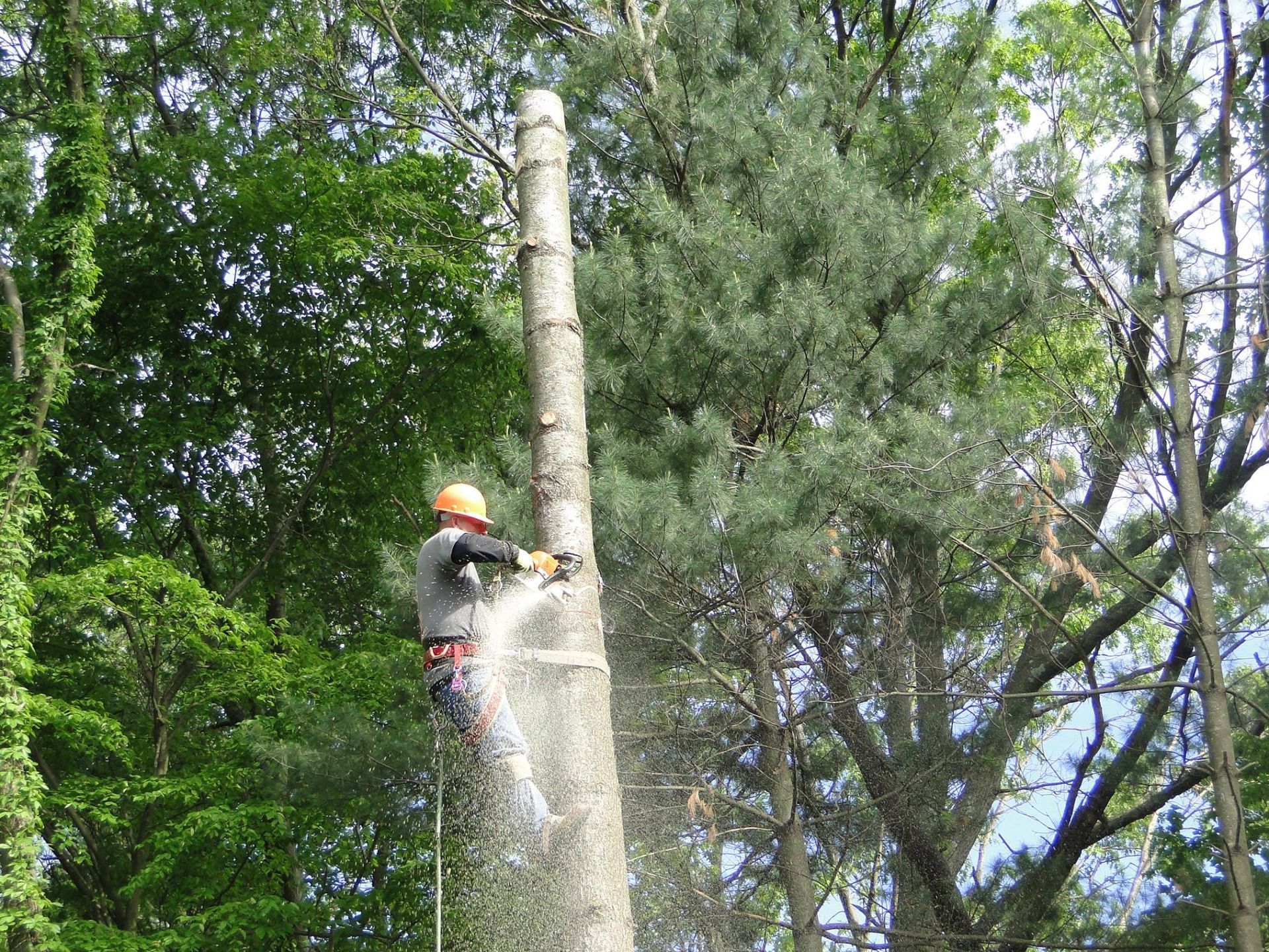 A person wearing a helmet and safety gear climbs a bare tree trunk while operating a chainsaw, with woods in the background.