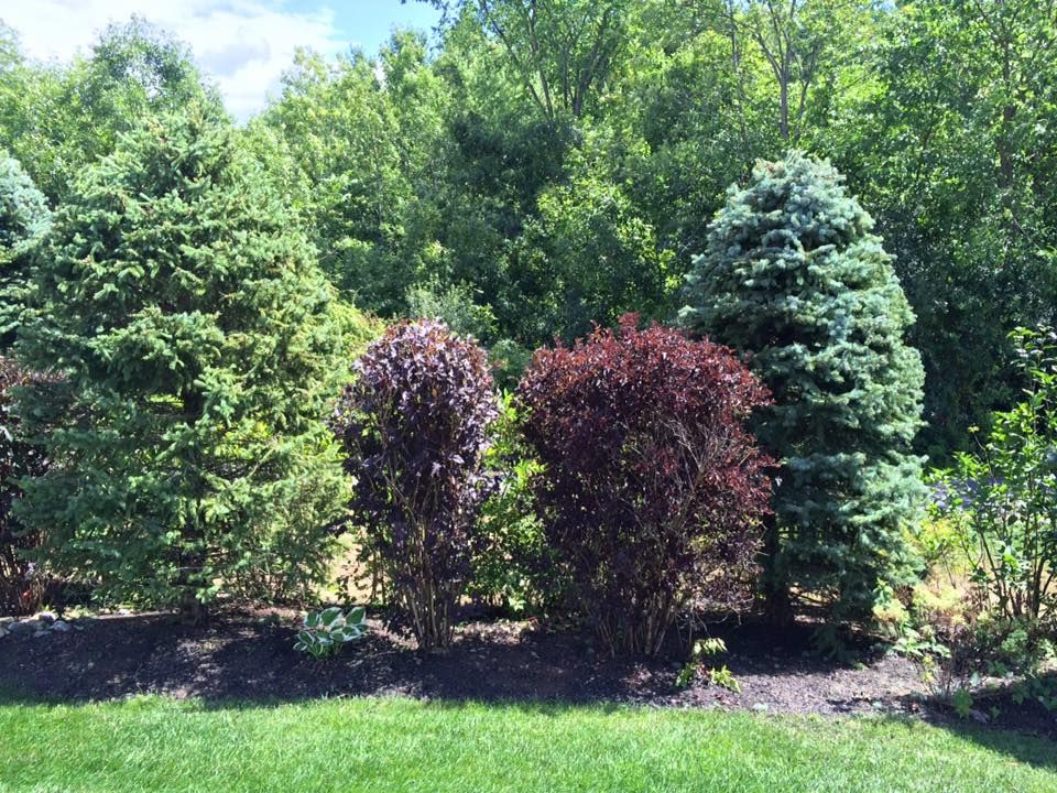 A landscaping row with a green spruce, two dark purple shrubs, and a silvery blue conifer against a backdrop of trees.