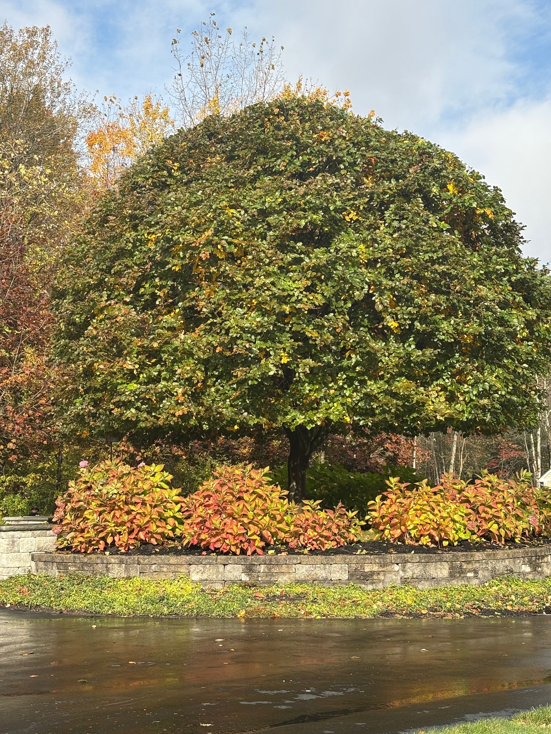 A large, dome-shaped tree with green foliage sits behind a stone planter filled with orange and yellow autumn shrubs.
