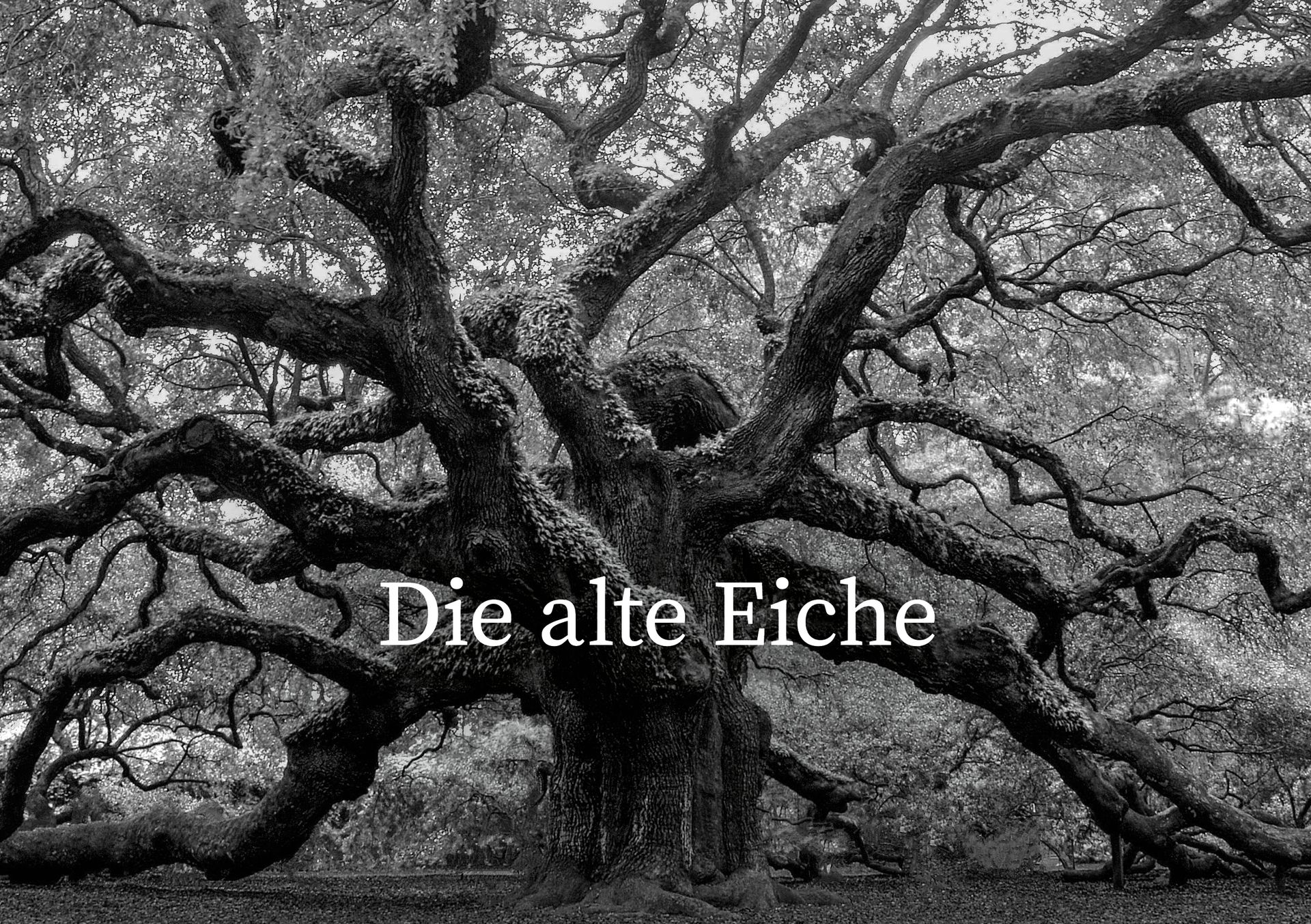 Naturcoaching: Die alte Eiche als weiser Ratgeber Naturcoaching Marcel Leeb: Die alte Eiche als weiser Ratgeber