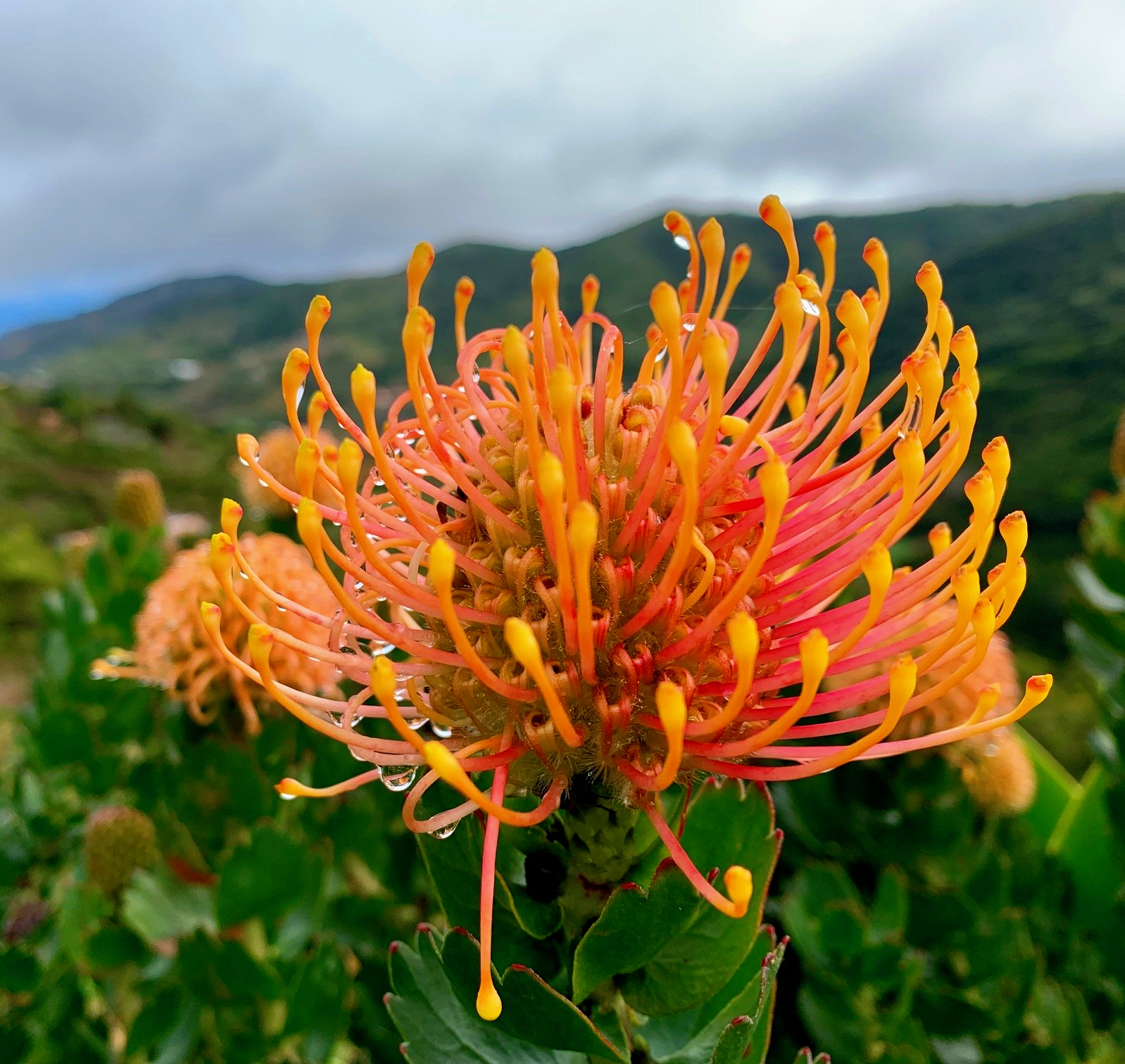 La Gomera Spanien - Wandercoaching