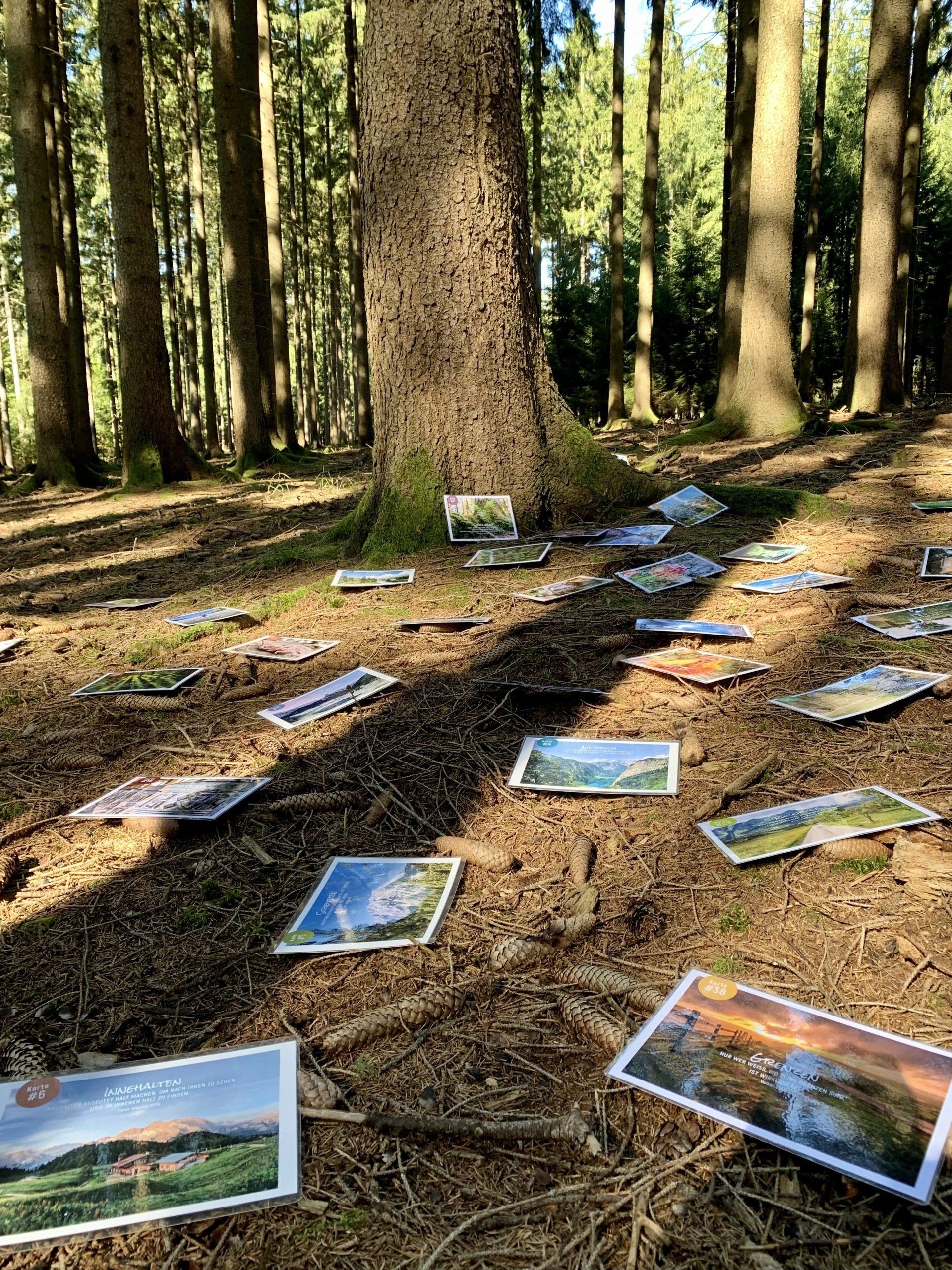 Ausbildung zum Systemischen Coach in freier natur