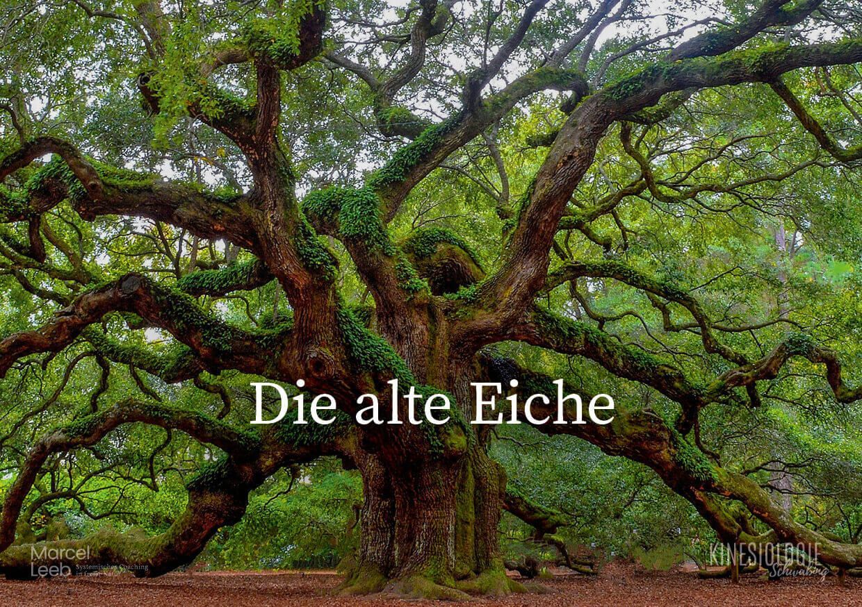 Der Rat der Weisen