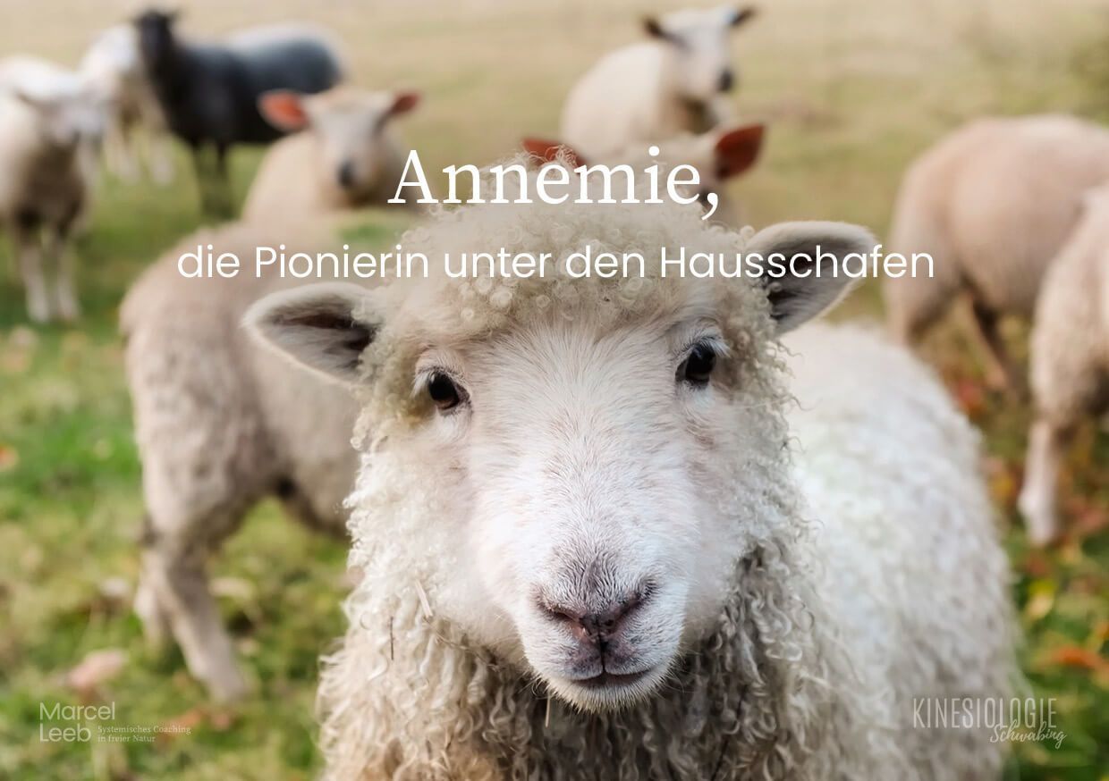 Der Rat der Weisen