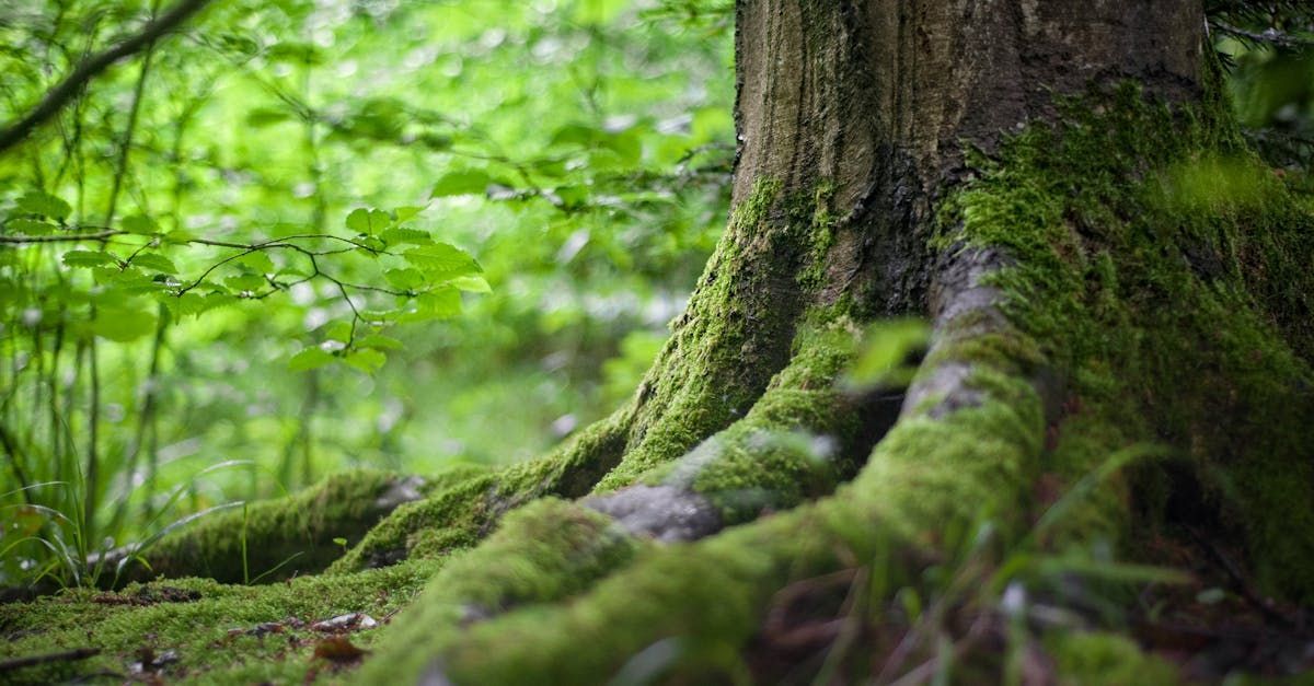 Wegbegleiter-Tage: Gemeinsam. Bewusst sein
Retreat Naturcoaching Wegbegleitung