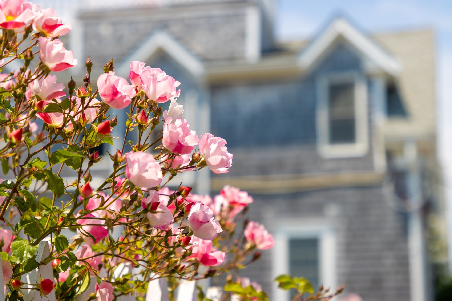 Pink blossoms in front of a blurred house with gray siding and dormer windows
