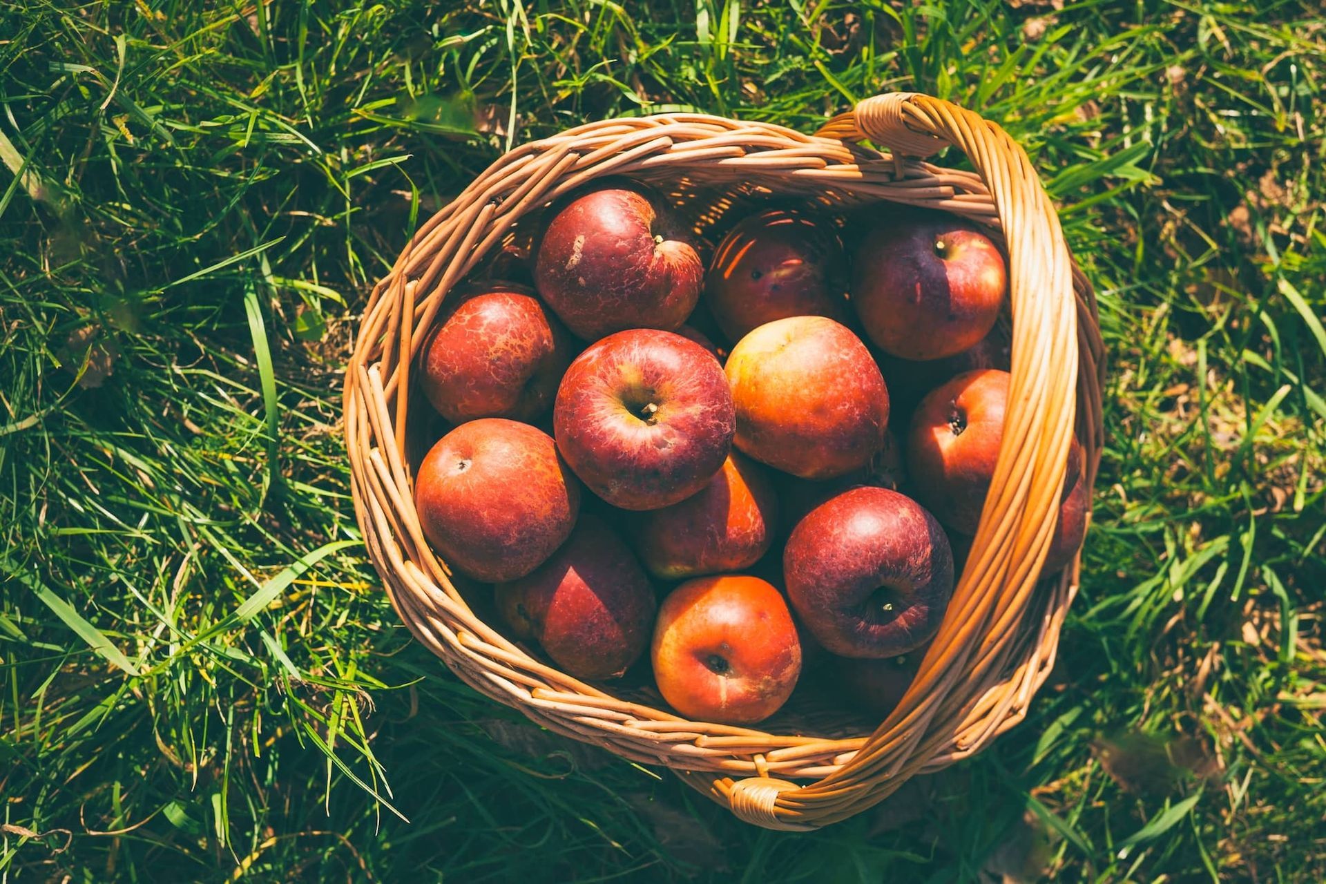 Apple Scents Apple Orchard Fragrance Oil