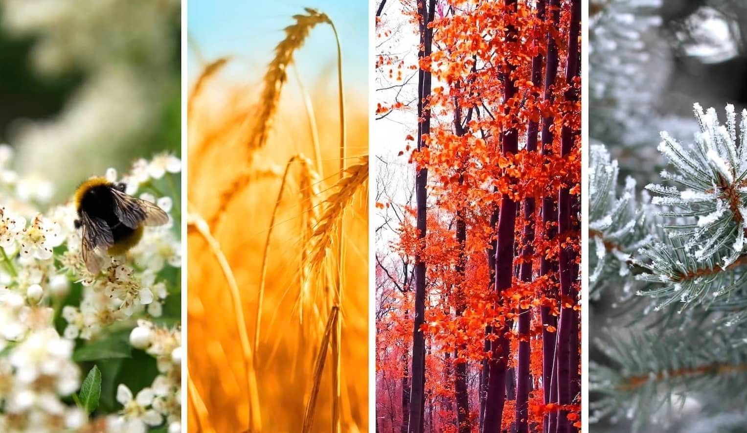Fragrance Oils for every Season
