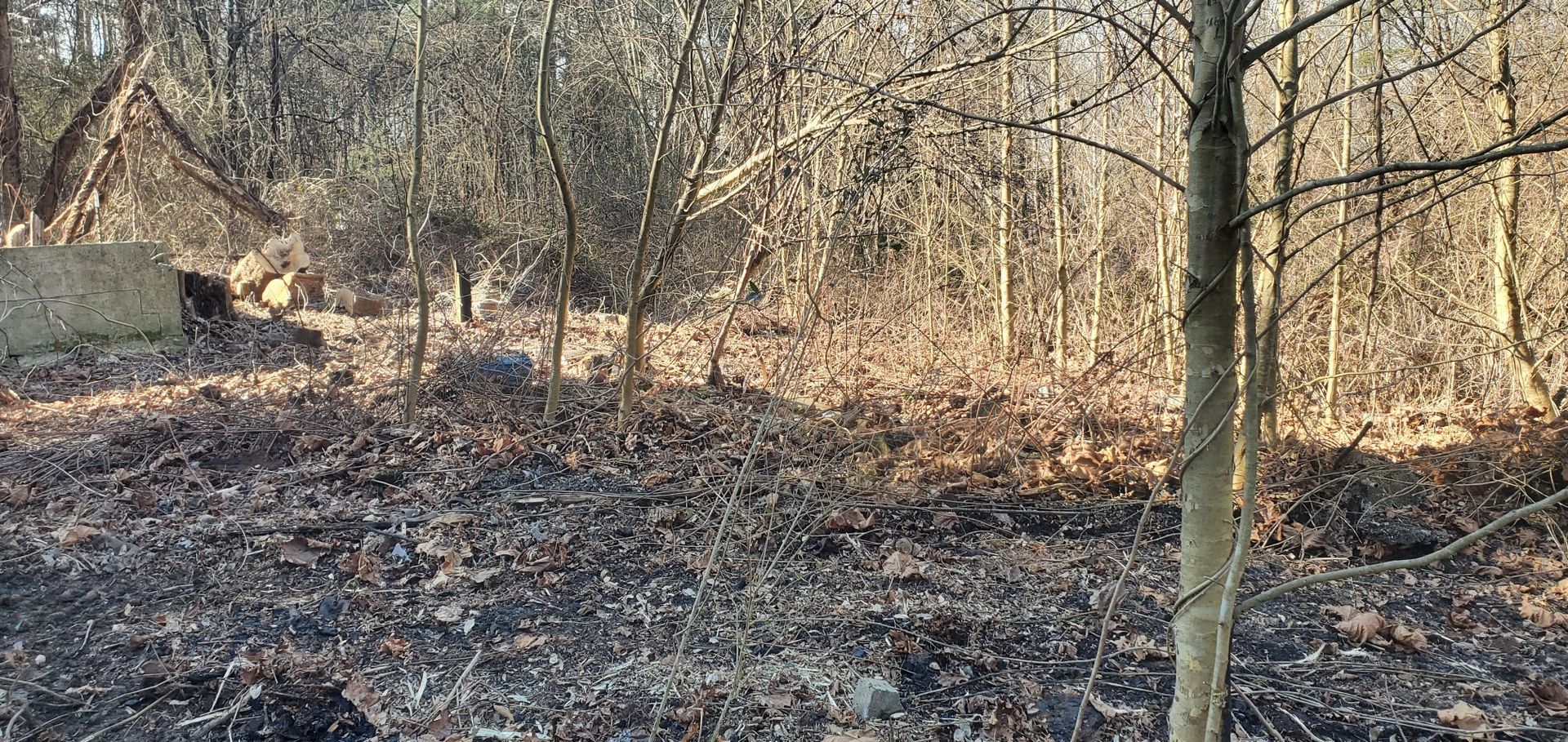 Sunlight filters through a sparse, dormant forest with dry, brown leaves covering the ground and a concrete block wall.
