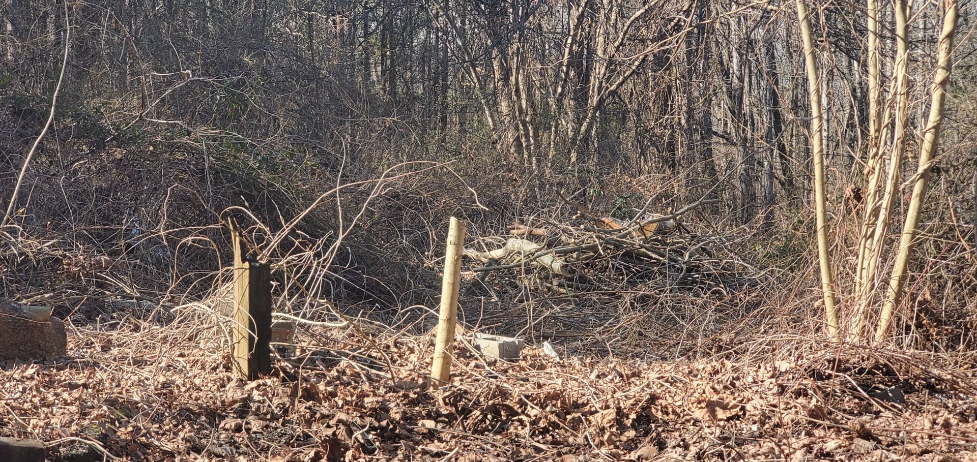 Two wooden fence posts stand in a clearing covered with brown leaves, backed by a dense thicket of bare winter trees.