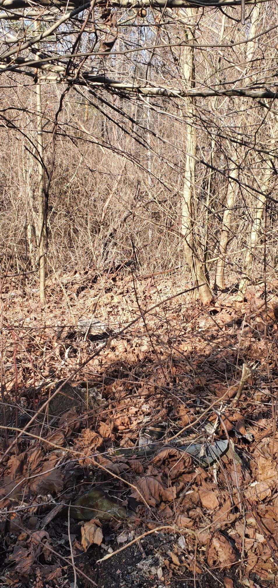 A view into a dense, sunlit forest during autumn with bare trees and a ground covered in dry, brown fallen leaves.