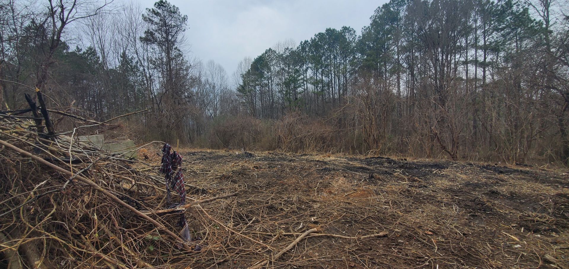A person stands in a clearing of charred, dry brush in front of a dense forest under a gray, overcast sky.