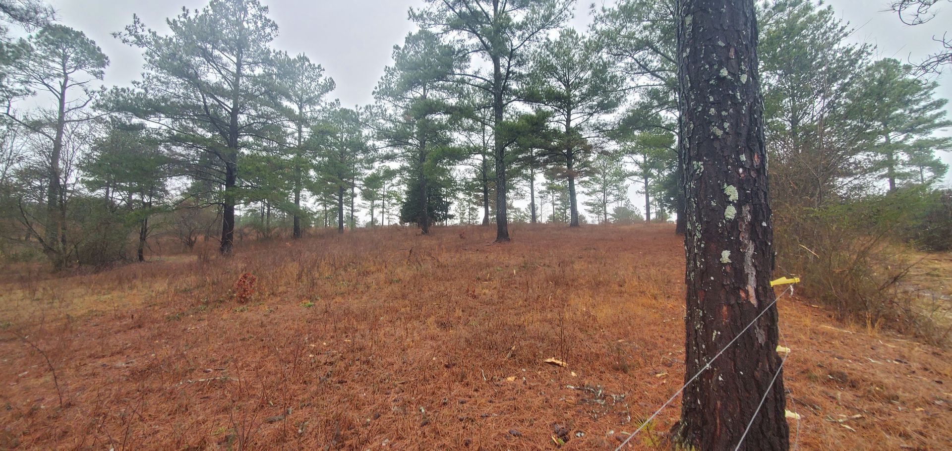 A grassy field with scattered pine trees under a cloudy sky, seen past a tree trunk with barbed wire fencing.