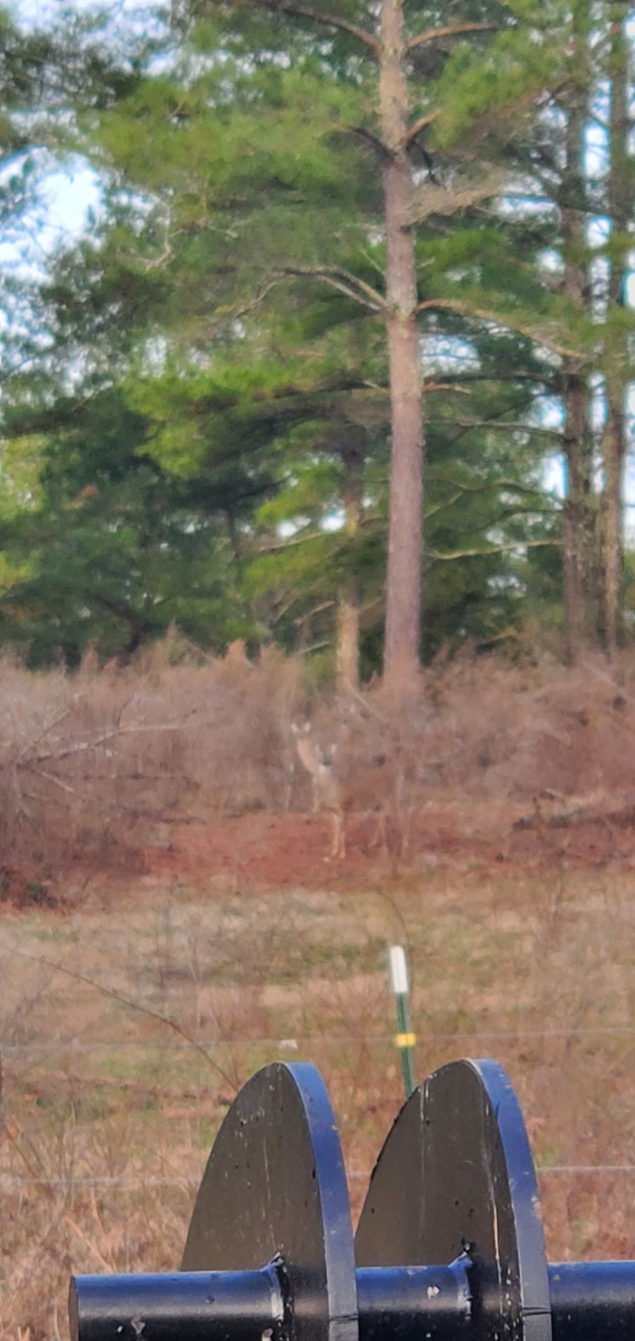 A deer stands in a field of dry brush near a line of trees, behind a black metal gate mechanism.