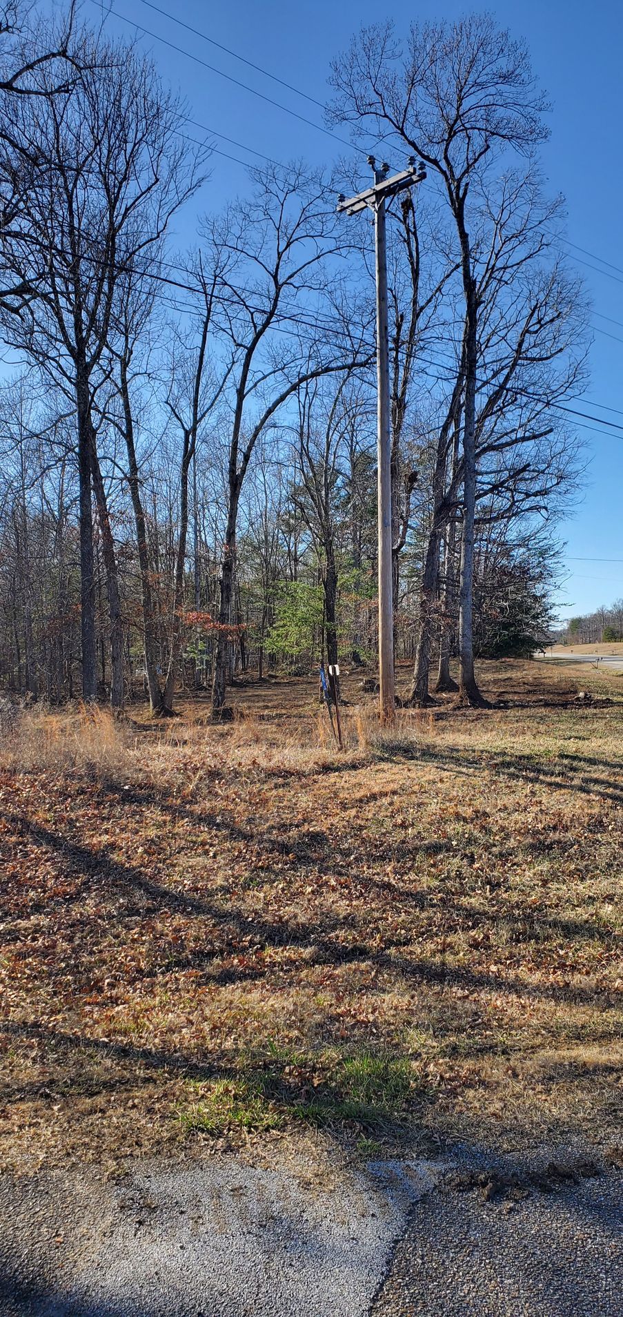 A utility pole stands in a field of dry, brown grass in front of a line of leafless, dormant trees under a clear blue sky.