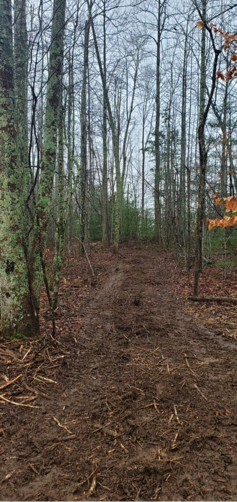 A narrow, muddy path leads through a dense forest of tall, bare trees with scattered green foliage in the background.