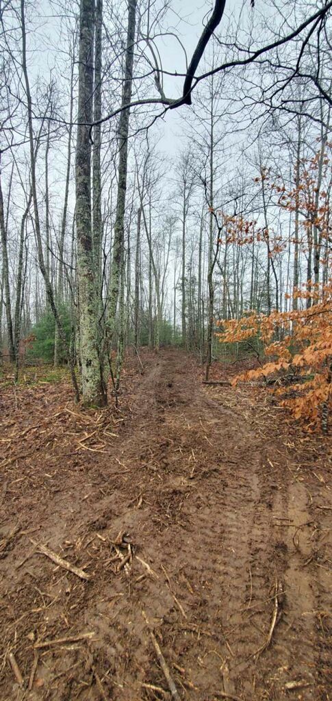 A dirt path winds through a forest with tall trees, bare branches, and scattered autumn leaves on the ground.