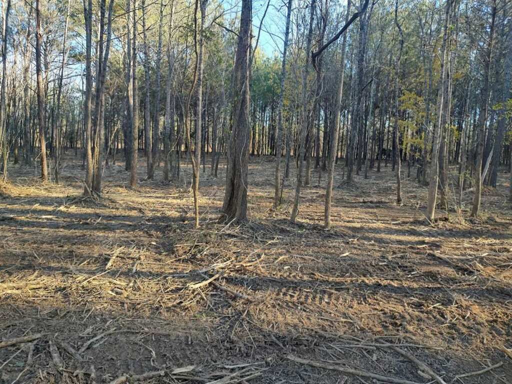 Sunlight filters through trees in a sparse, recently cleared forest floor marked by tire tracks and scattered brush.