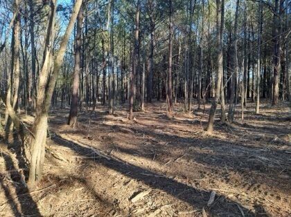 Sunlight filters through trees in a pine forest, casting long shadows across a cleared, sandy patch of ground.