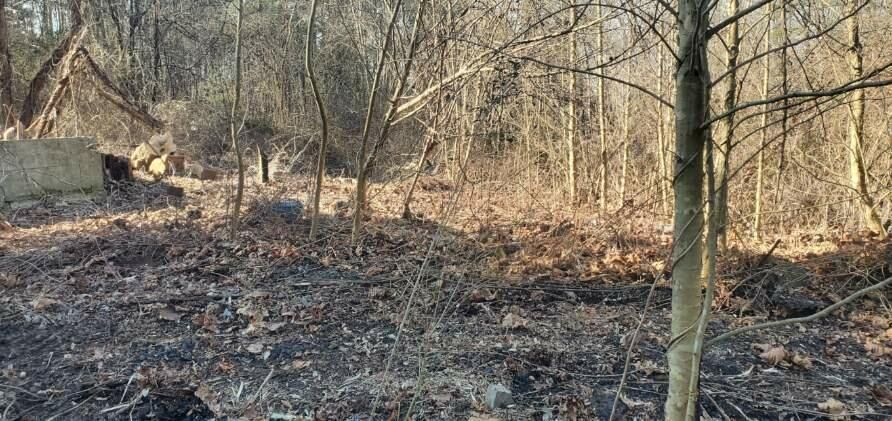A scorched patch of forest floor covered in dark ash and fallen leaves among leafless trees.