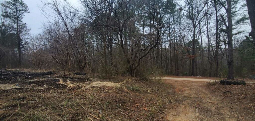 A dirt path winds through a quiet, dense forest with tall trees and dry, brown ground under a gray, overcast sky.