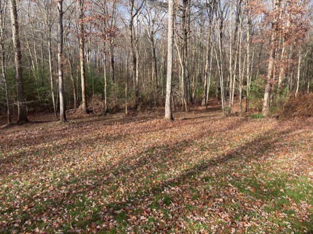A patch of grass covered in fallen autumn leaves in front of a dense, bare-branched forest.
