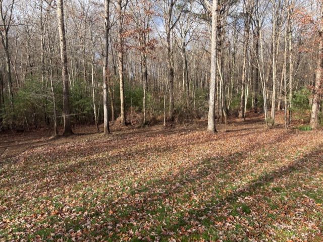 A forest floor covered in autumn leaves and patches of grass, bordered by a dense line of bare trees on a sunny day.