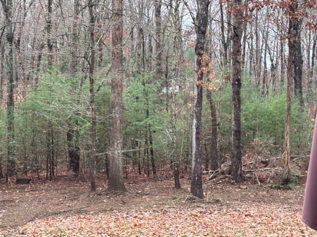 A wooded area with tall, bare trees, green evergreen shrubs, and fallen leaves covering the ground.