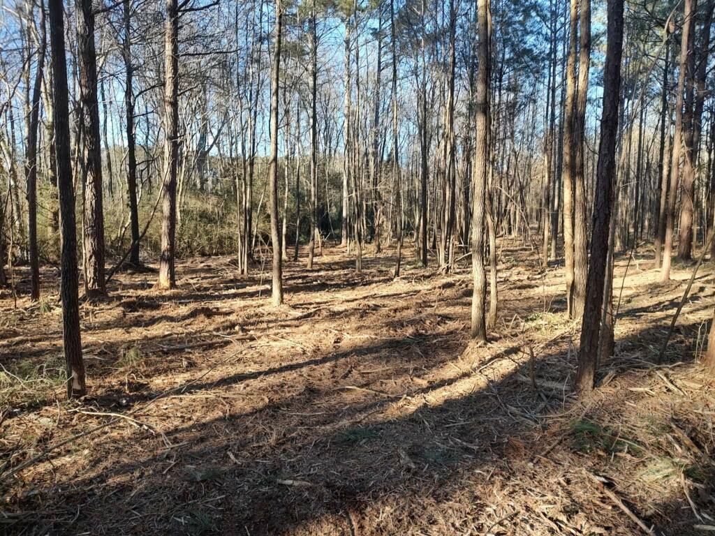 A forest clearing with tall, slender trees, dappled sunlight, and a floor covered in dry leaves and pine needles.