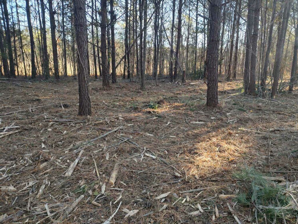 A pine forest floor covered in dried needles and twigs, with tall, slender tree trunks under dappled sunlight.
