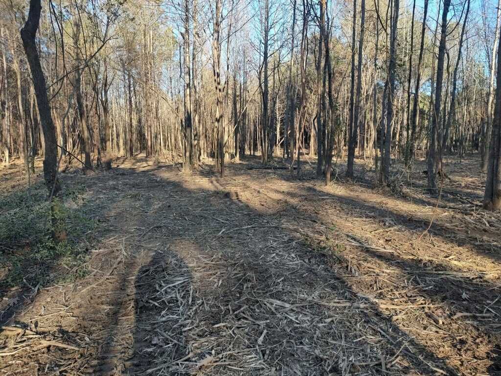 A sparse, sunlit forest floor covered in wood chips, with tall, thin trees in the background.