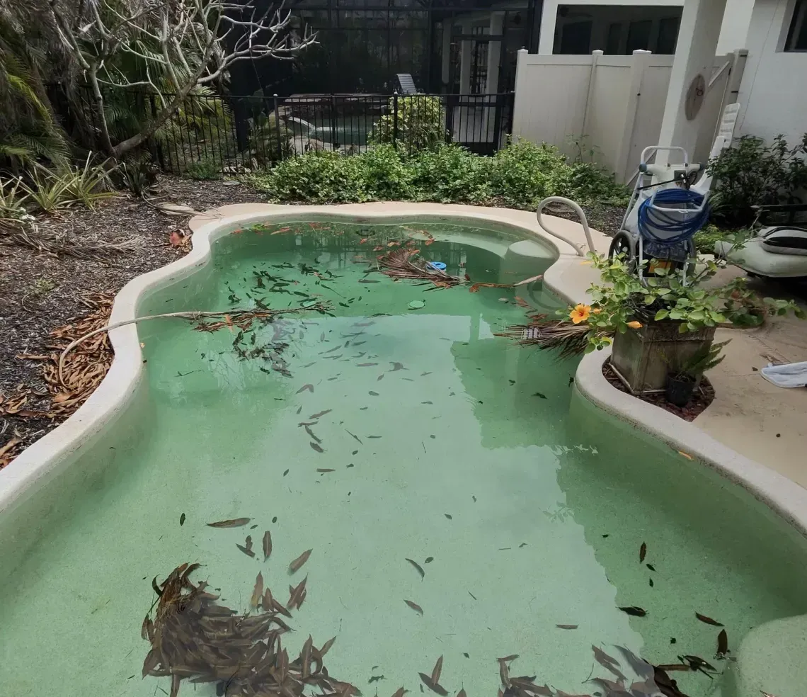 A backyard swimming pool filled with pale green, hazy water and covered in fallen leaves and debris.
