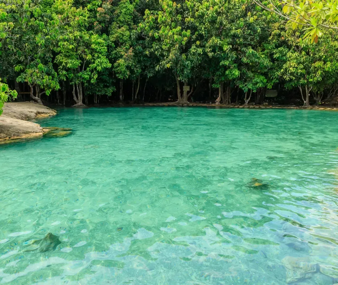 Clear turquoise lagoon beside dense green mangroves and rocky shore