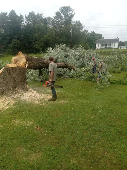 Men cutting up fallen tree with a chainsaw, debris on grass, house in background.
