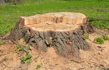 Tree stump in a grassy area, surrounded by wood chips and small green plants.