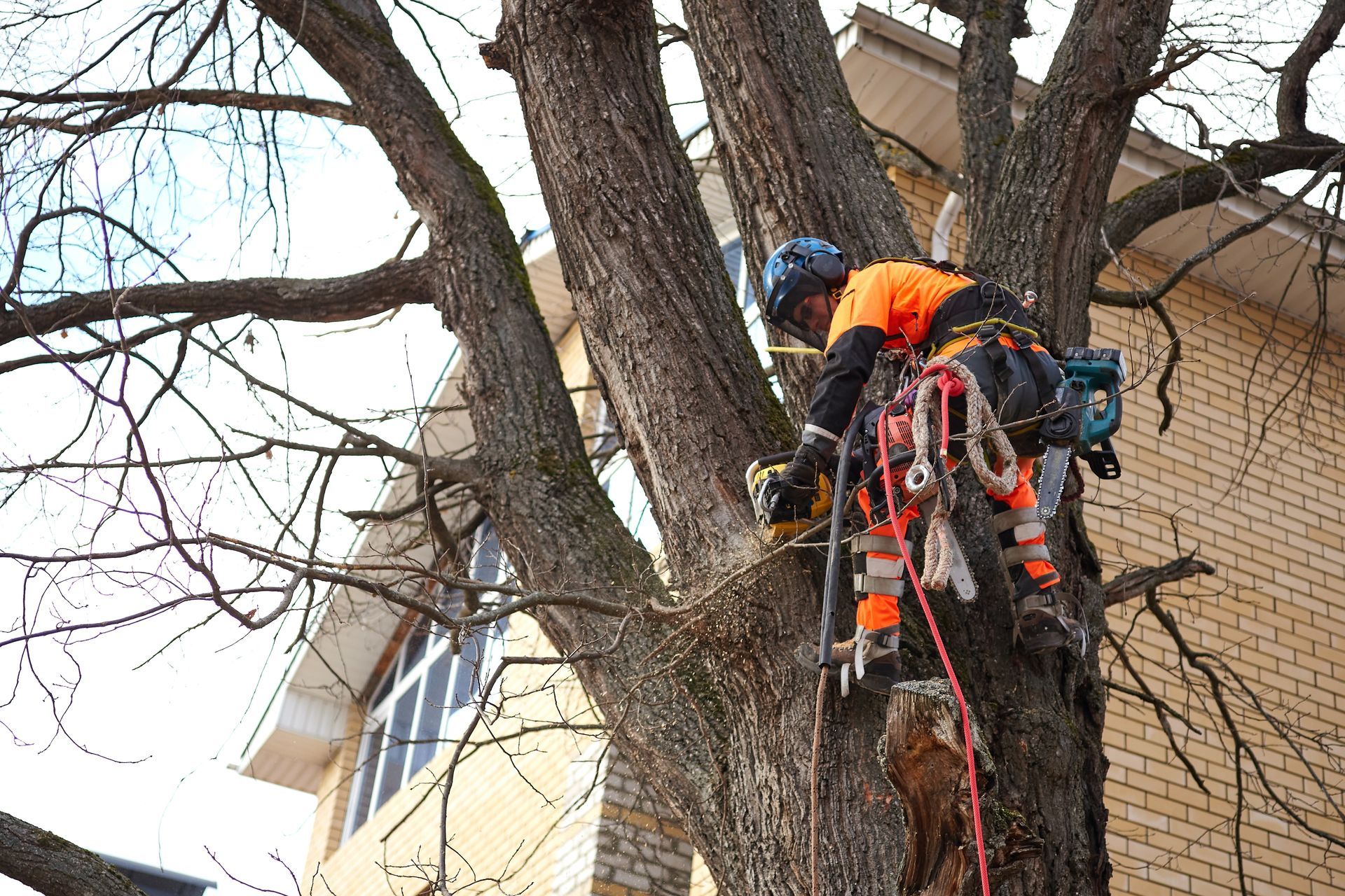 Arborist in orange work attire, using chainsaw to trim tree branches near a brick building.