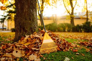 Pile of fallen autumn leaves with a rake leaning against a tree, on a grassy lawn.