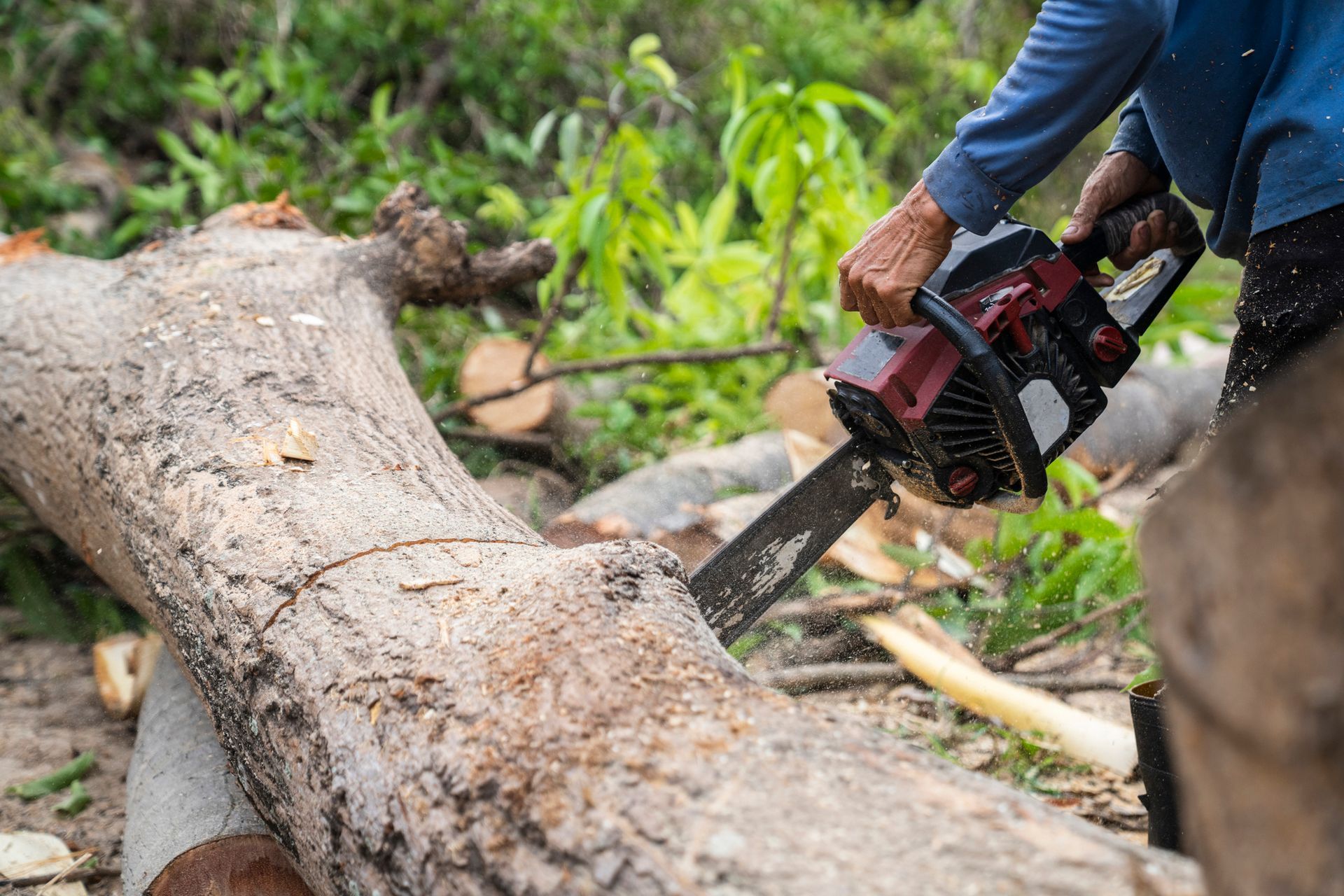 A person is cutting a log with a chainsaw.