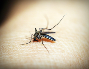 A mosquito feeding on human skin, close-up with blurred beige background.