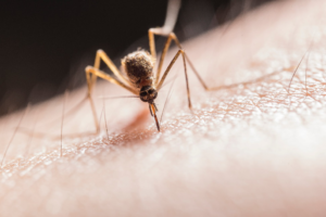 Close-up of a mosquito feeding on human skin