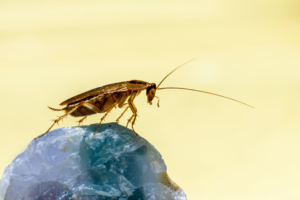 Cockroach perched on a blue crystal against a pale yellow background