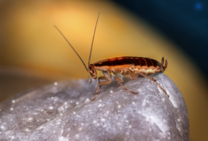 Close-up of a striped springtail on a gray rock, lit against a blurred warm background