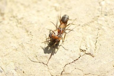 Two ants on cracked beige concrete, one carrying the other