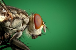 Close-up of a fly with red eyes on a green background